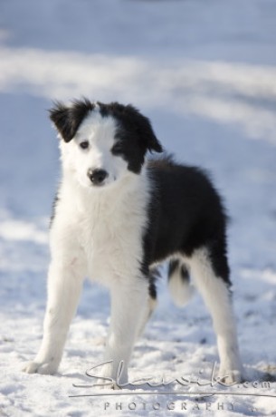 Border_Collie10942